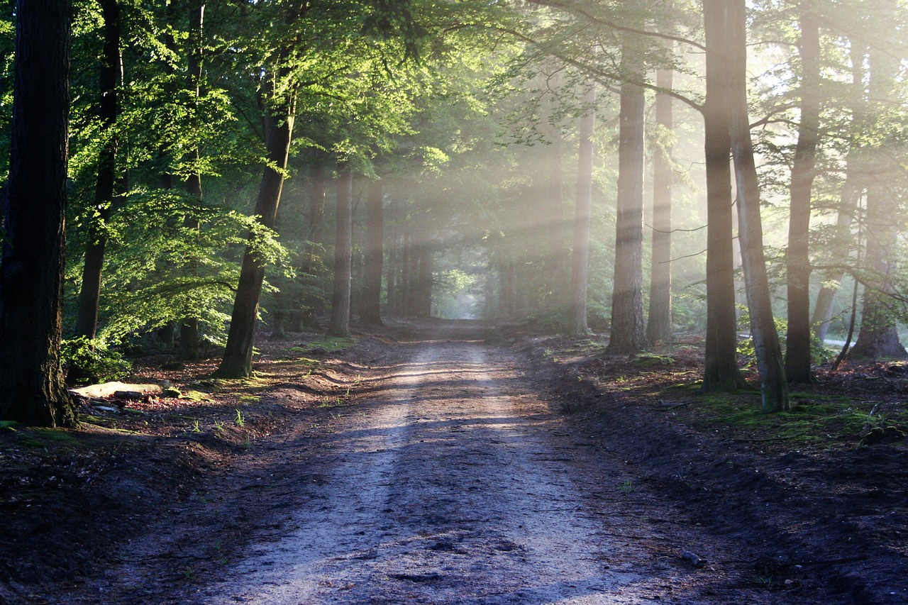 Exploring the Best Zones in Jim Corbett National Park