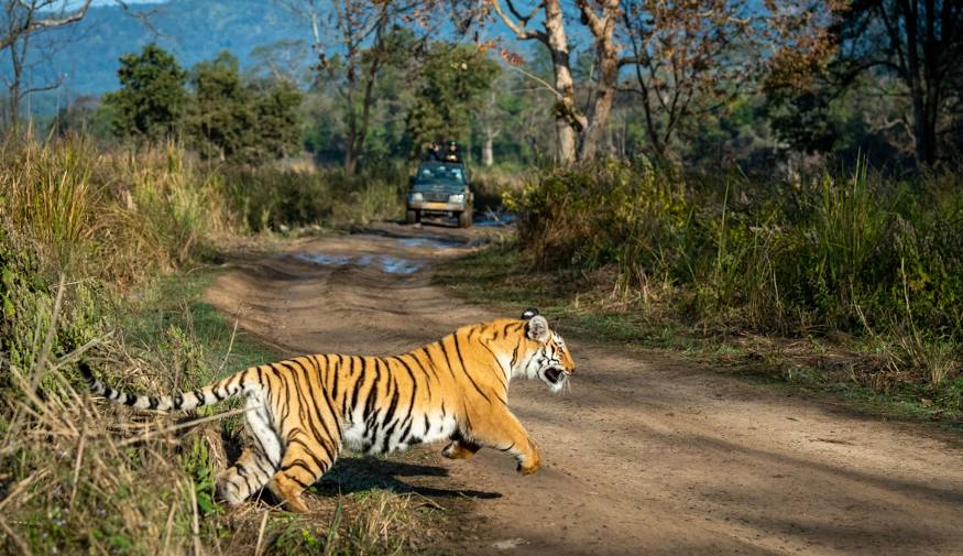 जिम कॉर्बेट नेशनल पार्क: एक जंगली सफर की कहानी